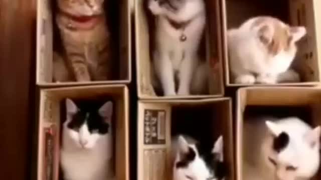 Cuties 😁😊😊The best cats videos!.