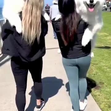 Girls Lift White Dogs | Beautiful Dogs