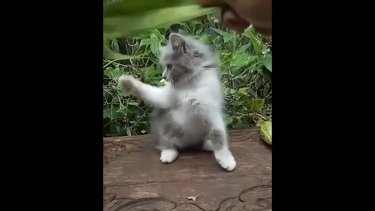 Best Of Funny Kittens Videos Compilation#2