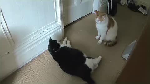 Cat Fight