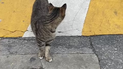 A really cute cat.