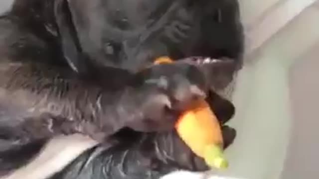 Crazy dog puppy...