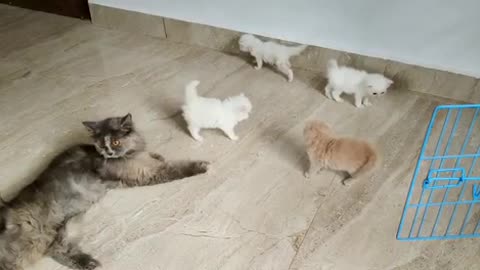 Persion cat female year kittens month female male semi very fantastic funny videos viral