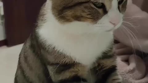 Cutest cat ever see ! Cute animals