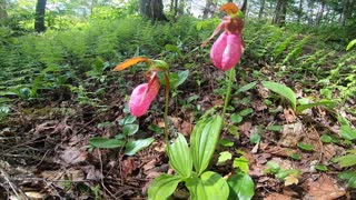 Lady's Slippers