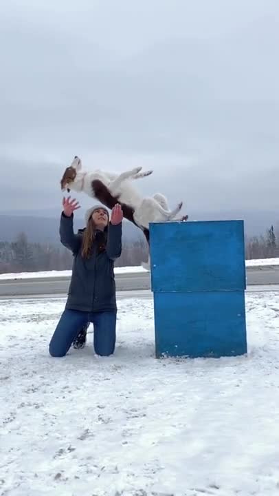 #dog #doglovers #doglover #animals #pet