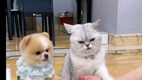 Cute cats video cats end dog