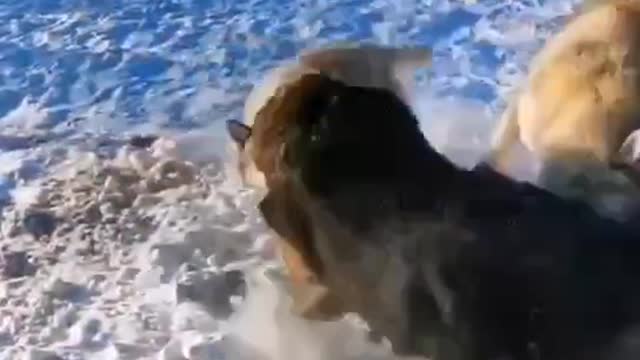 It's two waves of dogs fighting. Guess which one's stronger