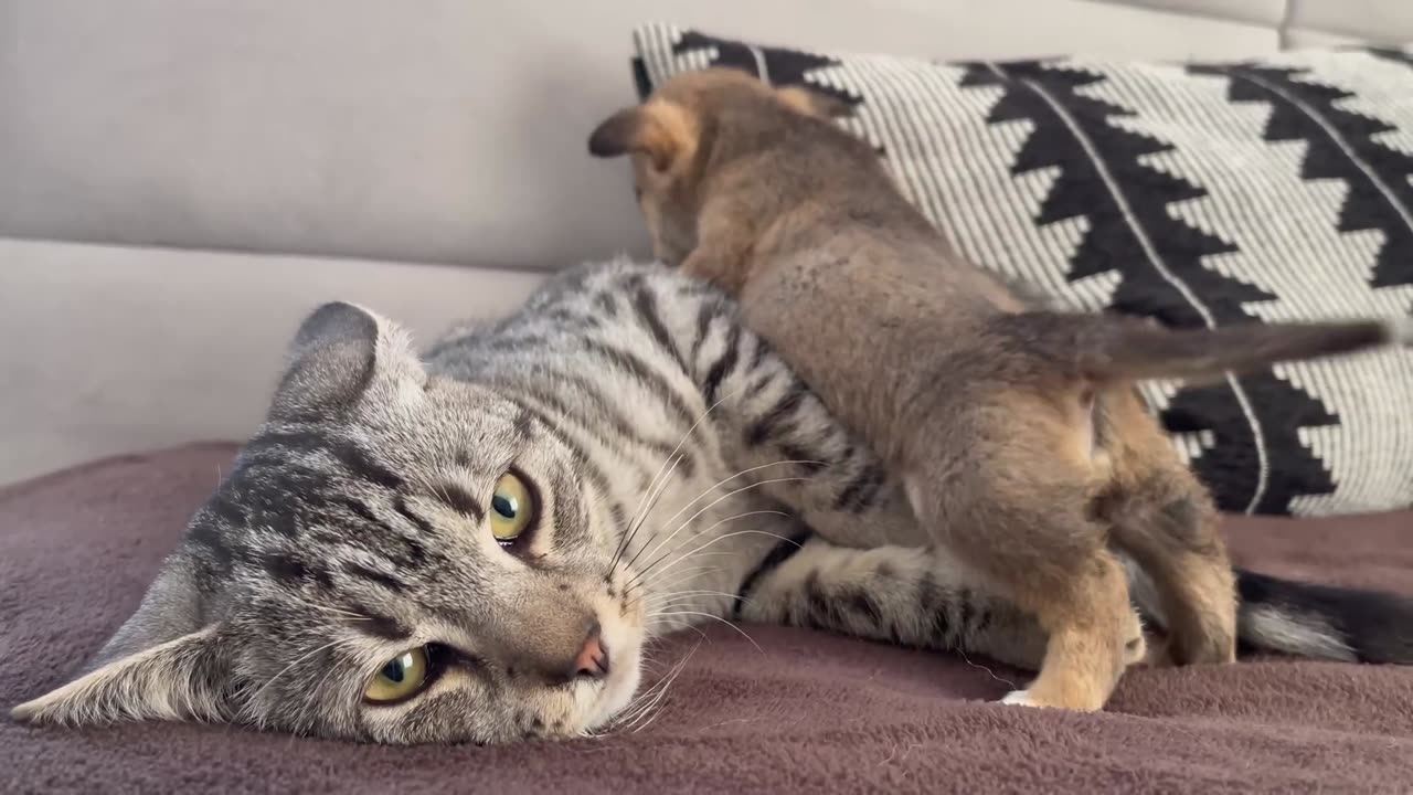 Funny Cat Reaction to Puppies [Kitty sees them for the First Time]