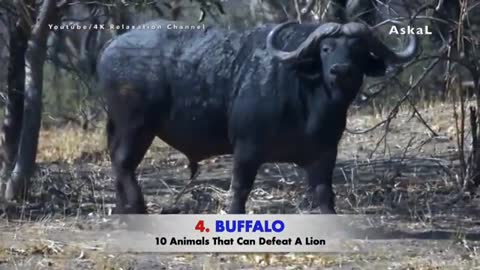 Animals Who Can Defeat Lions