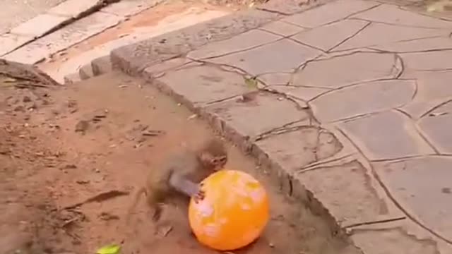 Small Monkey playing with baloon