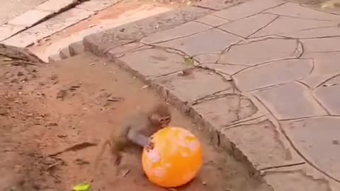 Small Monkey playing with baloon