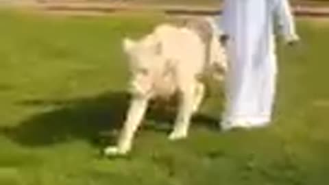 Dubai King Sheik Nawab with White Lionwhite Tiger