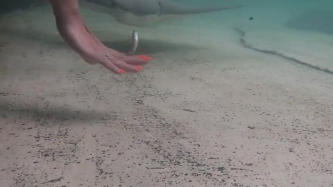 Feeding the Stingrays