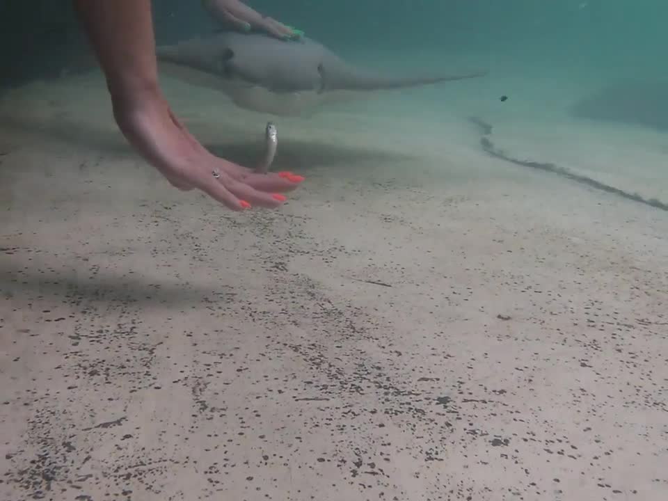 Feeding the Stingrays