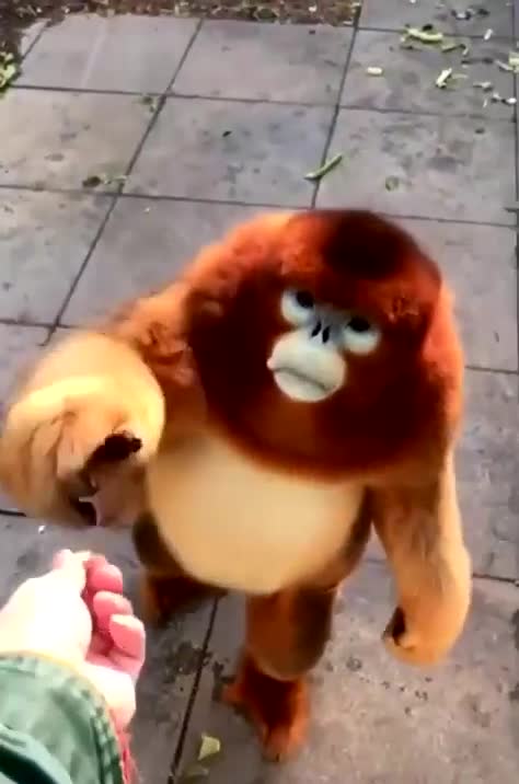 Fluffy one got the munchies