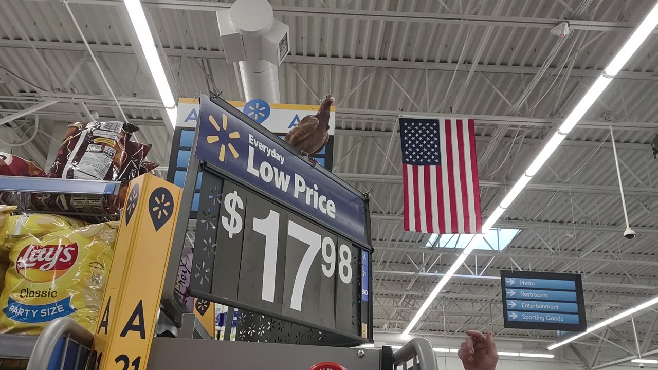 Pigeon Goes Browsing At Walmart