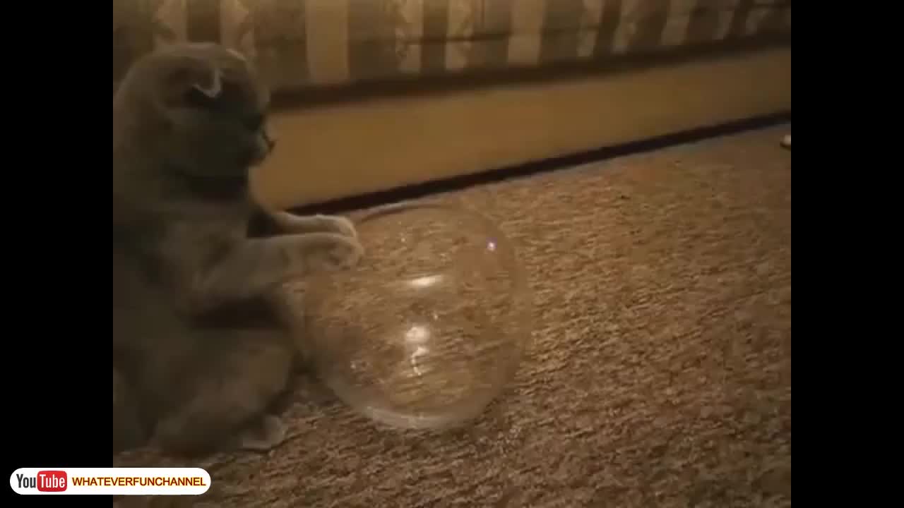 Short Funny Animals Vines πΊπ±πΊ Funny Animals Compilation - Whateverfun!