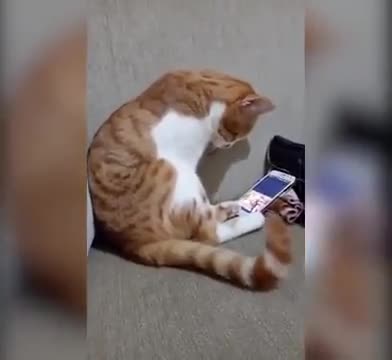 Emotional Cat Cuddles With Phone After Watching Dead Owner On Screen