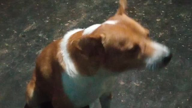 In another video of Scooby's