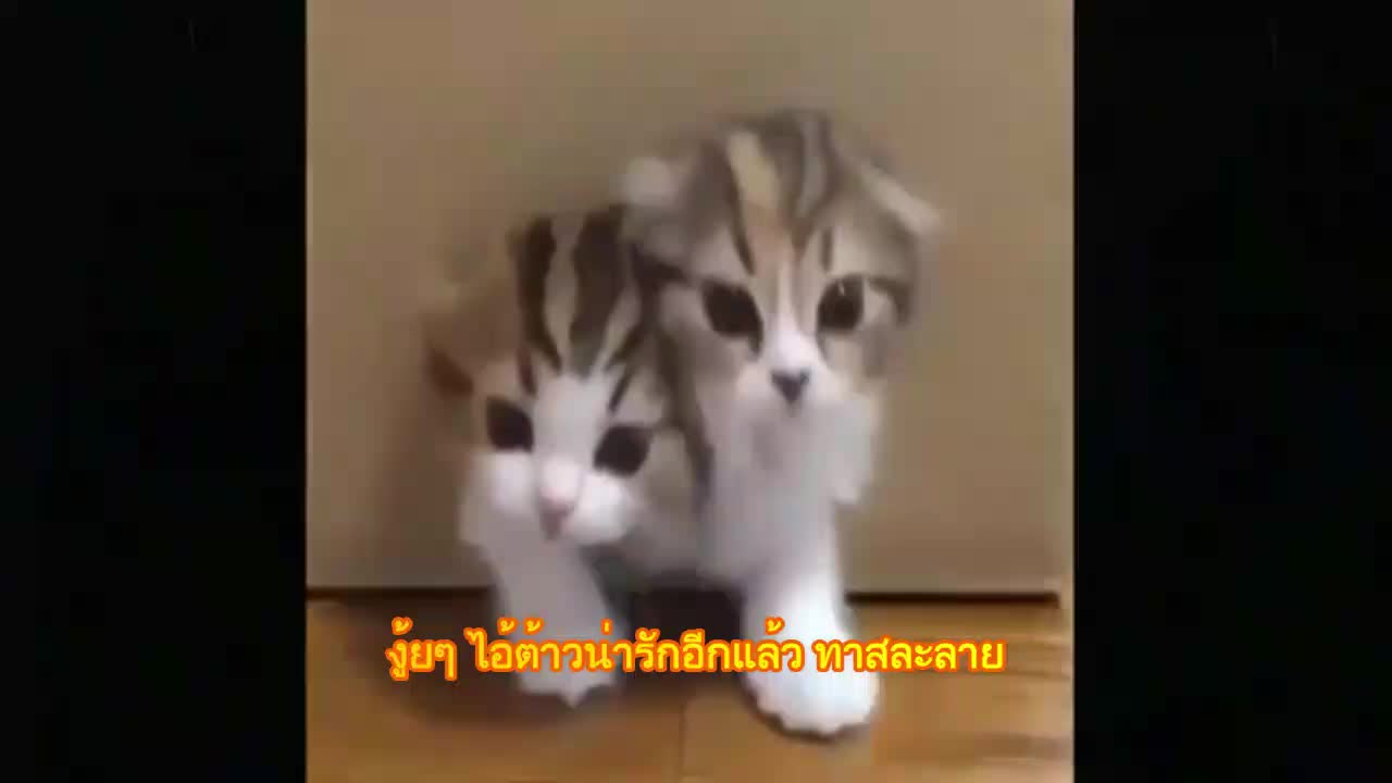 Cutest Adorable kittens Funny scene 7