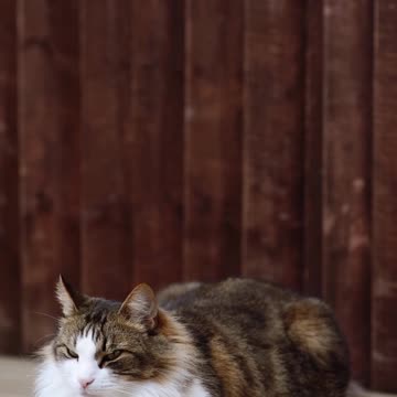 A beautiful cat lies and looks around