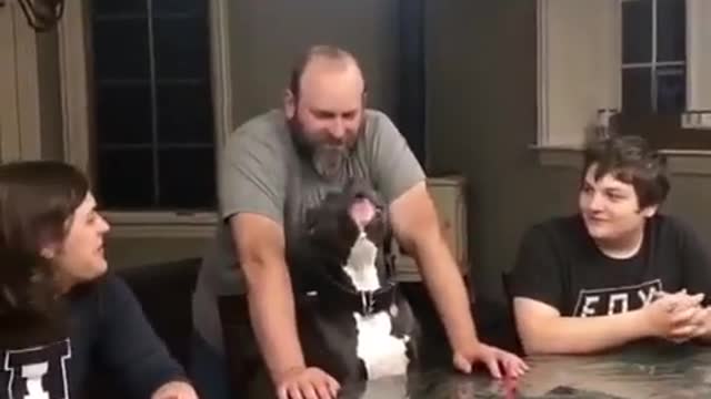 Cute Pitbull singing Happy Birthday Song to his human. So Lovely