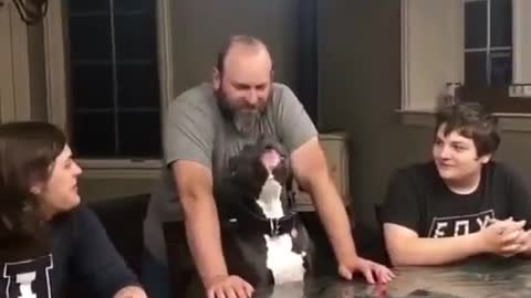 Cute Pitbull singing Happy Birthday Song to his human. So Lovely