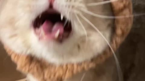 Voice of Cats audition, part 1 (bear🐻version)#catsoftiktok #cutecat #catlover #cat