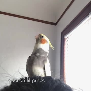 Unstoppable Peekaboos