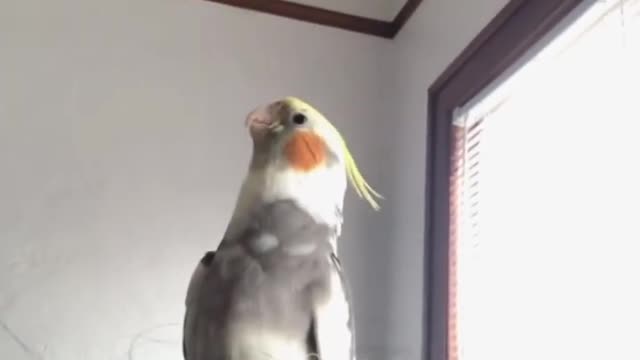 Unstoppable Peekaboos