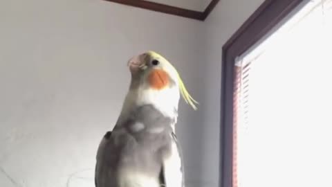 Unstoppable Peekaboos