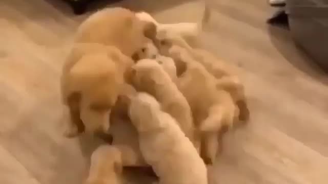 Puppy's chasing thare mom to feed milk