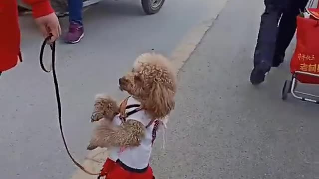 Dogs walks on the street just like a proud lady