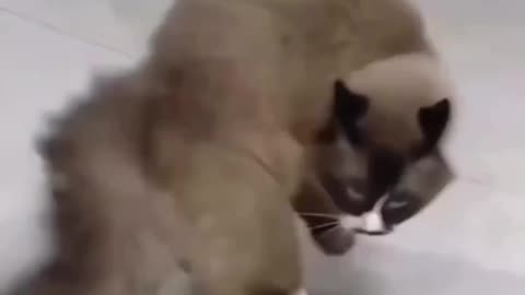 Funny video 😺 cat