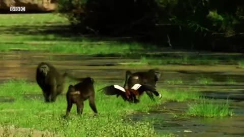 Baboons Hunt Baby Geese | Elephant Nomads of the Namib Desert | BBC Earth