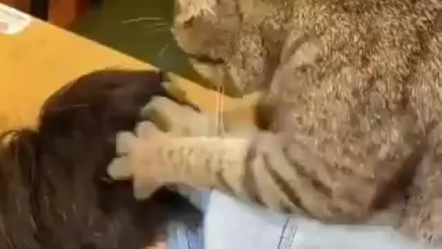 cat giving its owner a massage