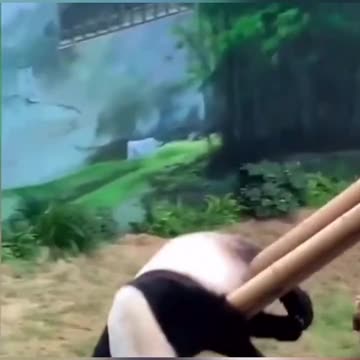 Panda fancy slide II