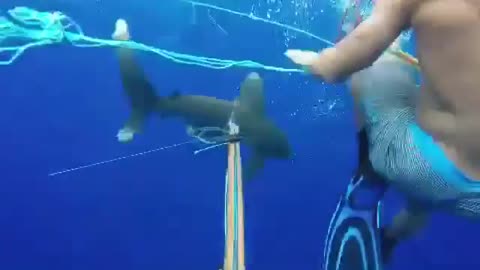 Wildlife & Funs