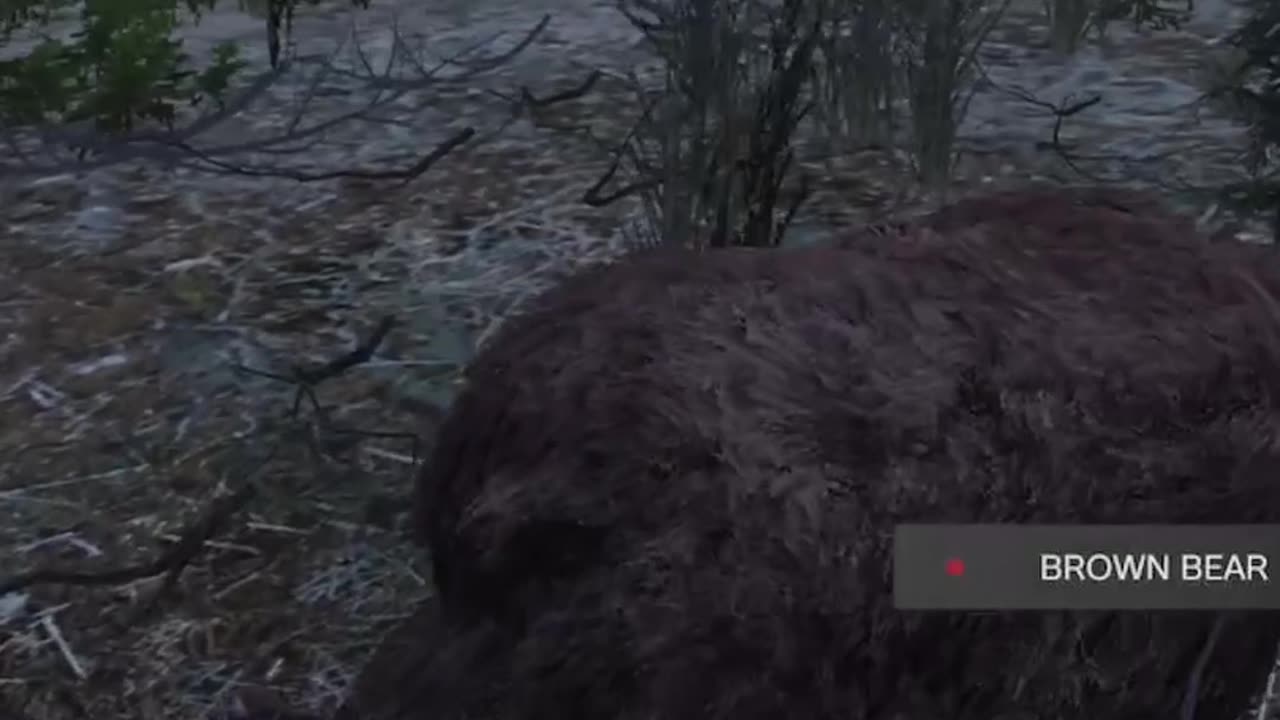 The Deers In DayZ Are Evolving