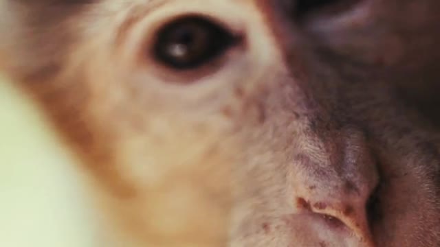Cute Monkey| Best Monkey Moments|The Best of Monkey| #urbanpets