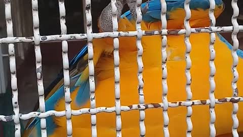 Very beautiful parrot worth seeing