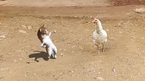 Dancing cat