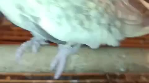 Cockatiel