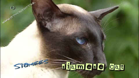 Siamese Cat