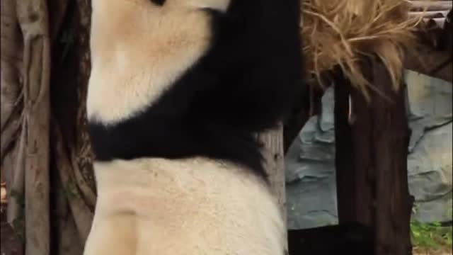 The giant panda