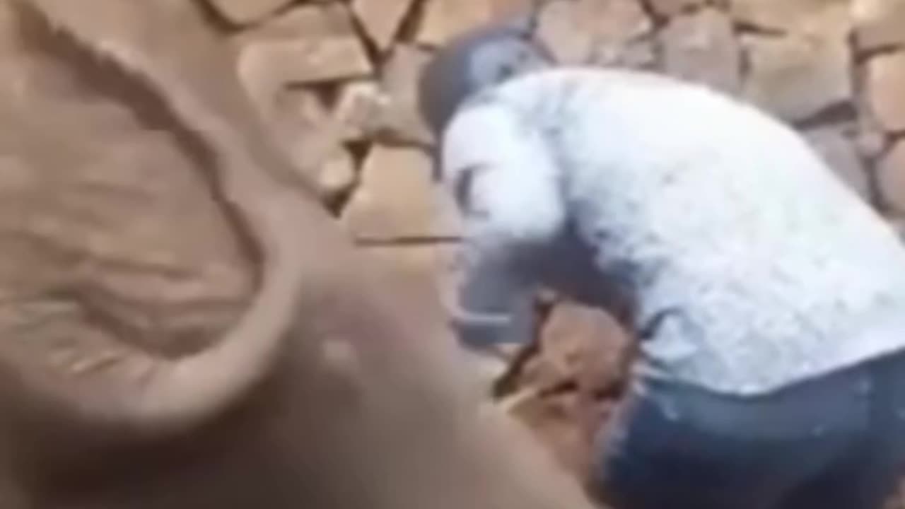 Elephant fun videos# playing elephant# human#