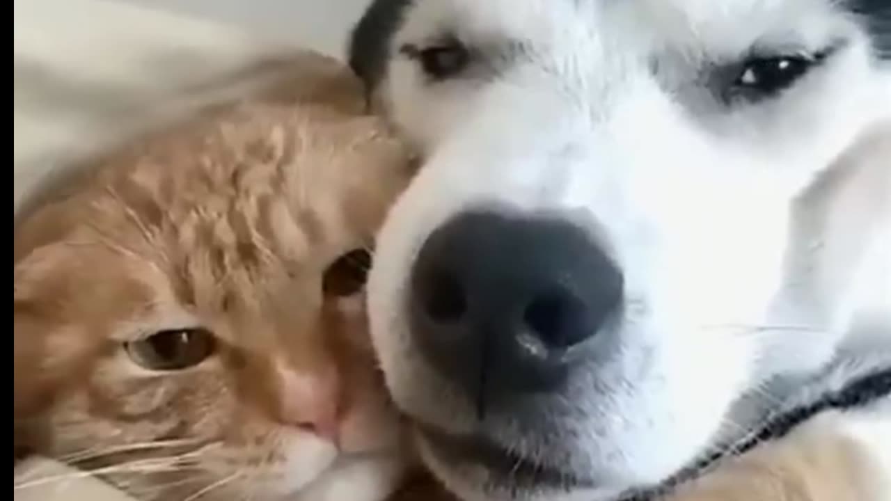 Beautiful Dogs & Cats Lovely Videos