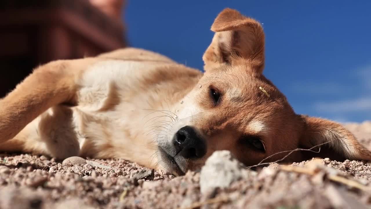 Dog lies and moves ear