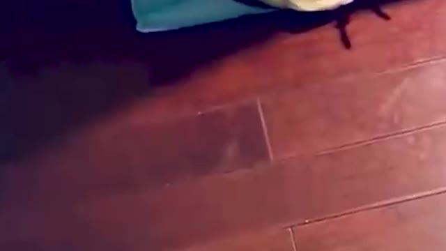 Cute cats doing fun | Funny cat videos 2022